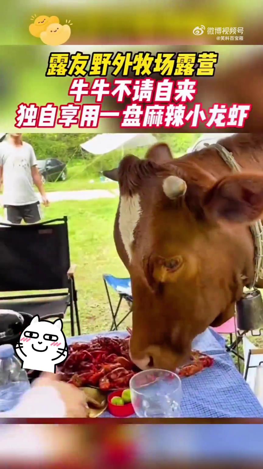 野外露營(yíng)牛不請(qǐng)自來(lái)，獨(dú)自享用一盤(pán)麻辣小龍蝦