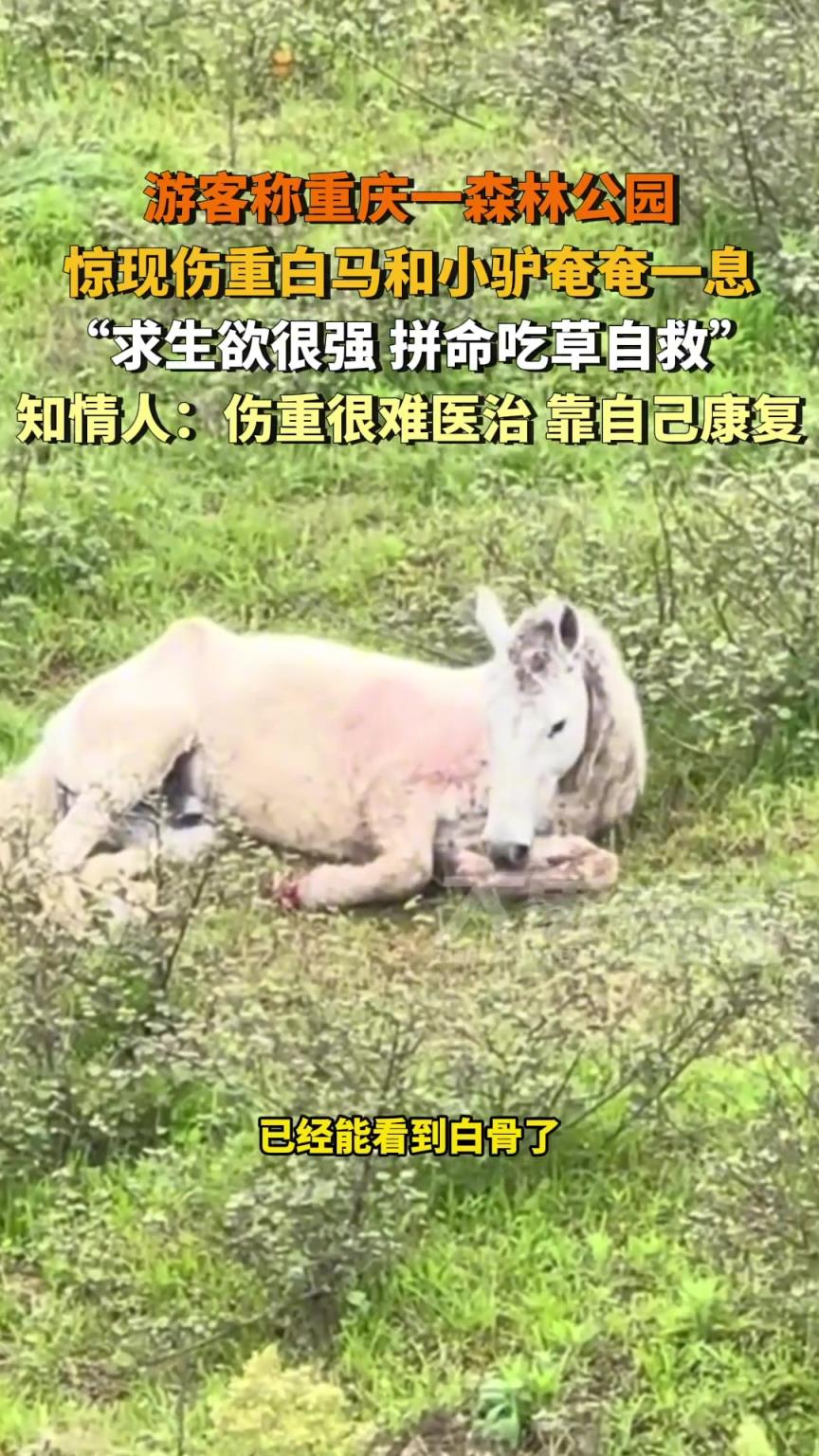 游客称一森林公园惊现伤重白马和小驴奄奄一息