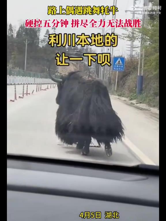 路上偶遇跳舞牦牛，硬控五分钟，拼尽全力无法战胜