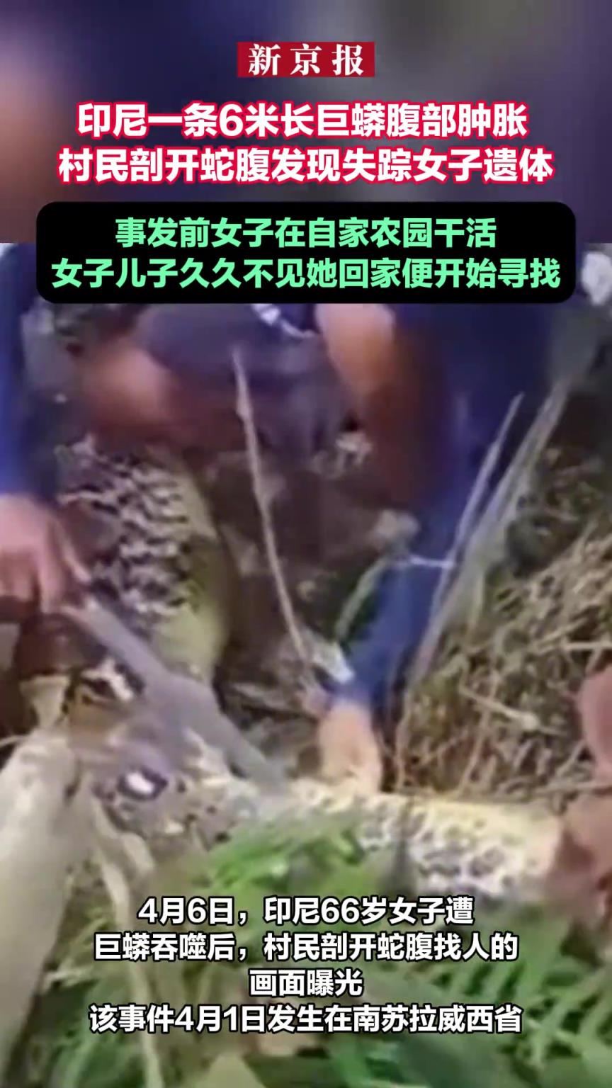 印尼一条6米长巨蟒腹部肿胀 村民剖开蛇腹发现失踪女子遗体