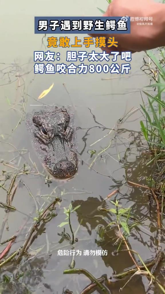男子遇到野生鳄鱼 竟敢上手摸头