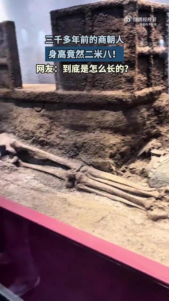 三千多年前的商朝人 身高竟然二米八