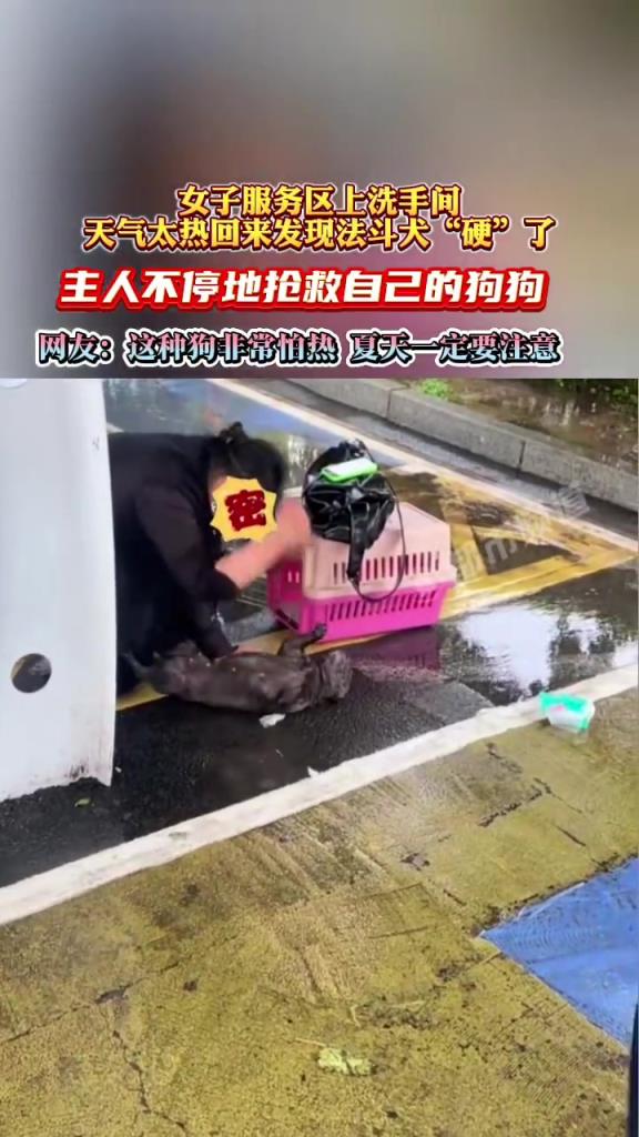 女子服务区上洗手间，天气太热回来发现法斗犬“硬”了