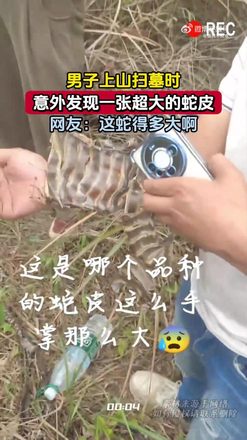 男子上山扫墓时，意外发现一张超大的蛇皮