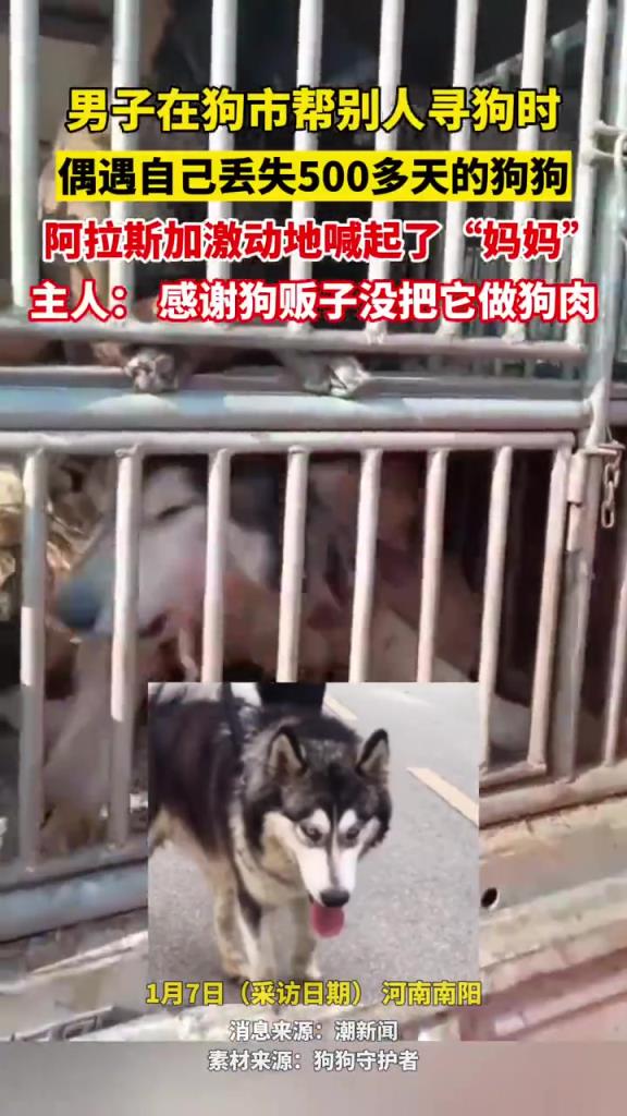 破镜重圆，在狗市偶遇到了自己丢失的小狗狗！