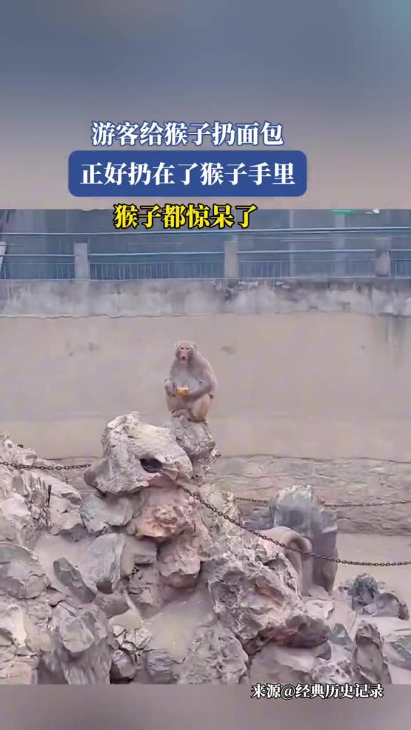 游客给猴子扔面包,正好扔在了猴子手里,猴子都惊呆了!