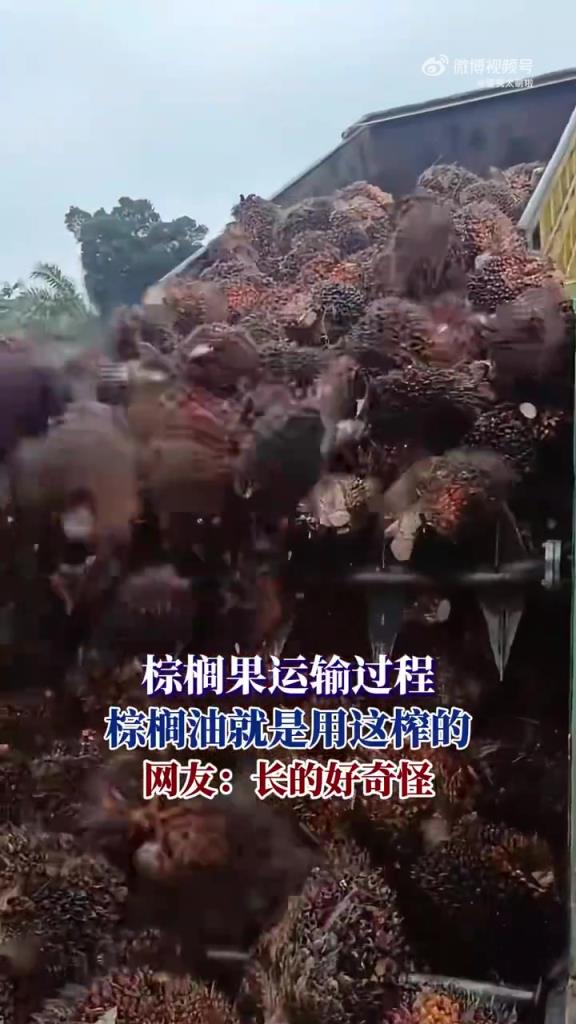 棕榈果运输，棕榈油就靠它，长得真怪！