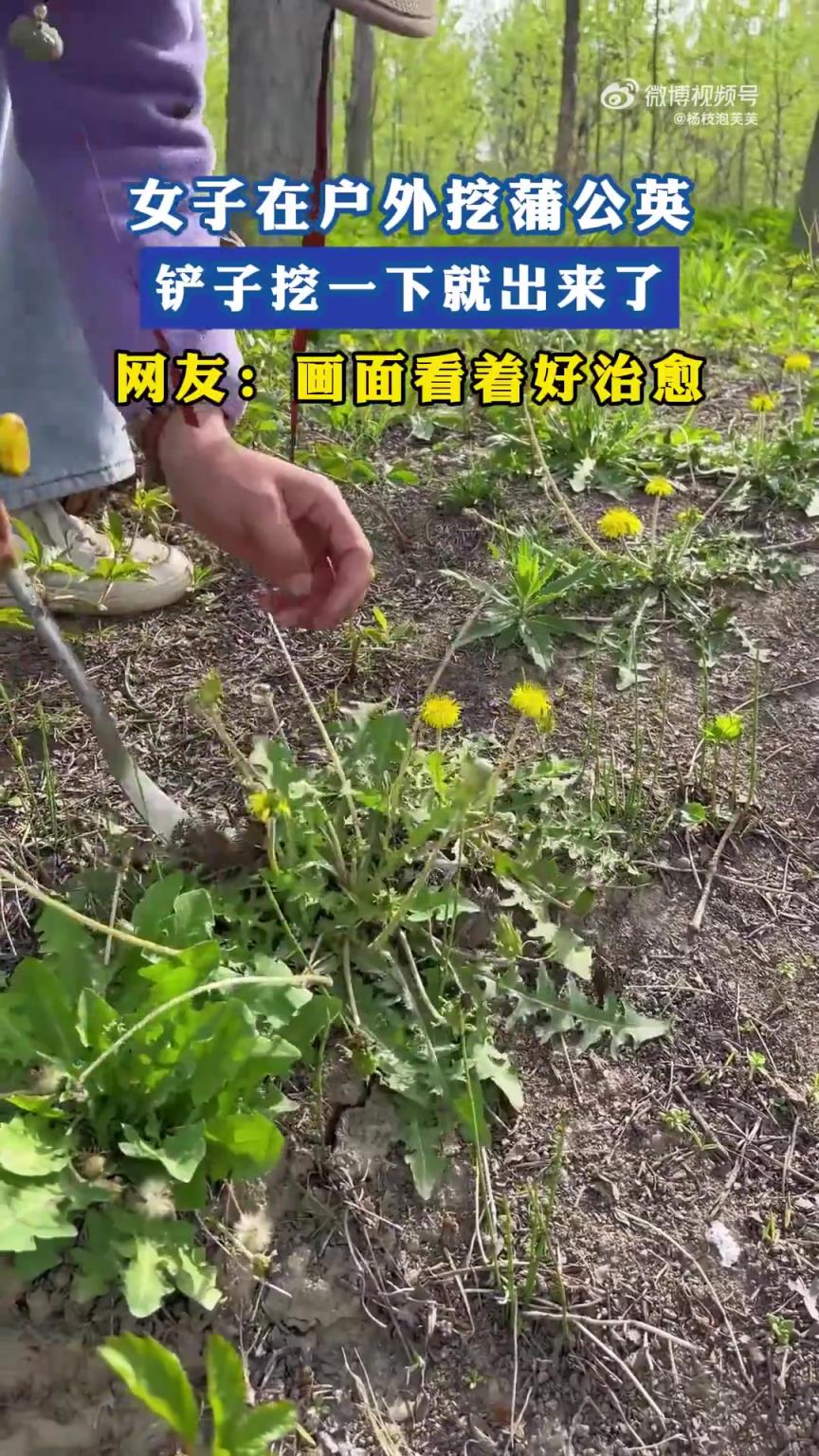 女子在户外挖蒲公英，铲子挖一下就出来了，网友：画面看着好治愈