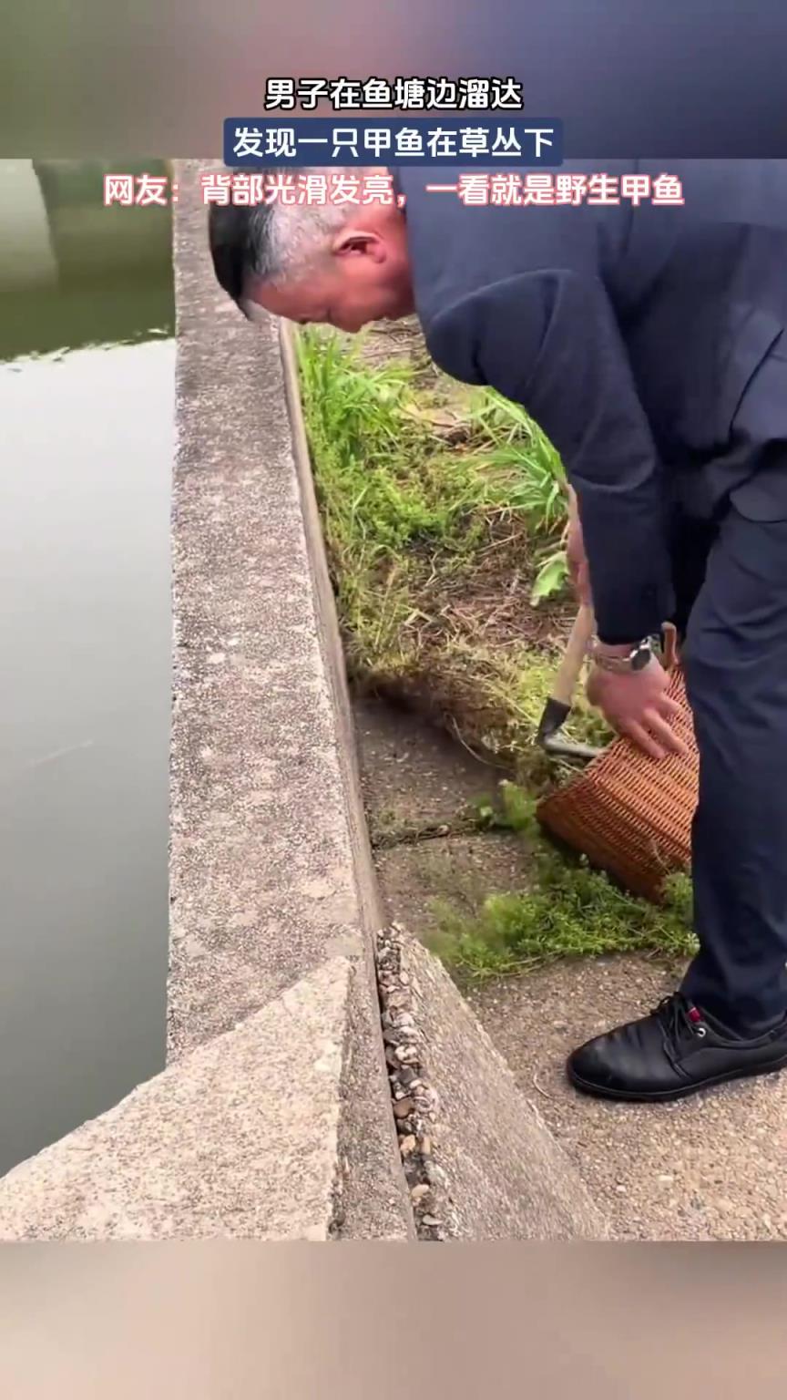 男子在鱼塘边溜达，发现一只甲鱼在草丛下