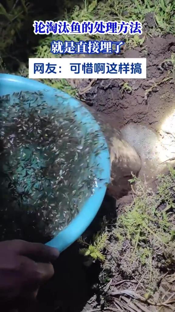 淘汰鱼直接埋，网友：可惜了！
