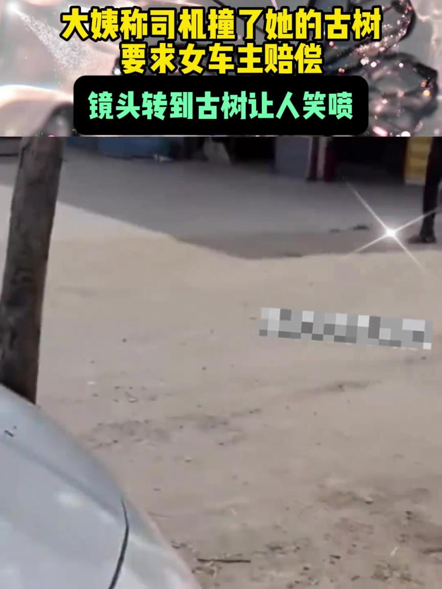 大姨称司机撞了她的古树，要求女车主赔偿，镜头转到古树让人笑喷