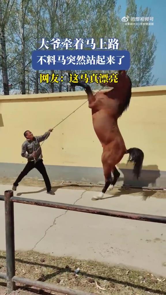 大爷牵着马上路 不料马突然站起来了