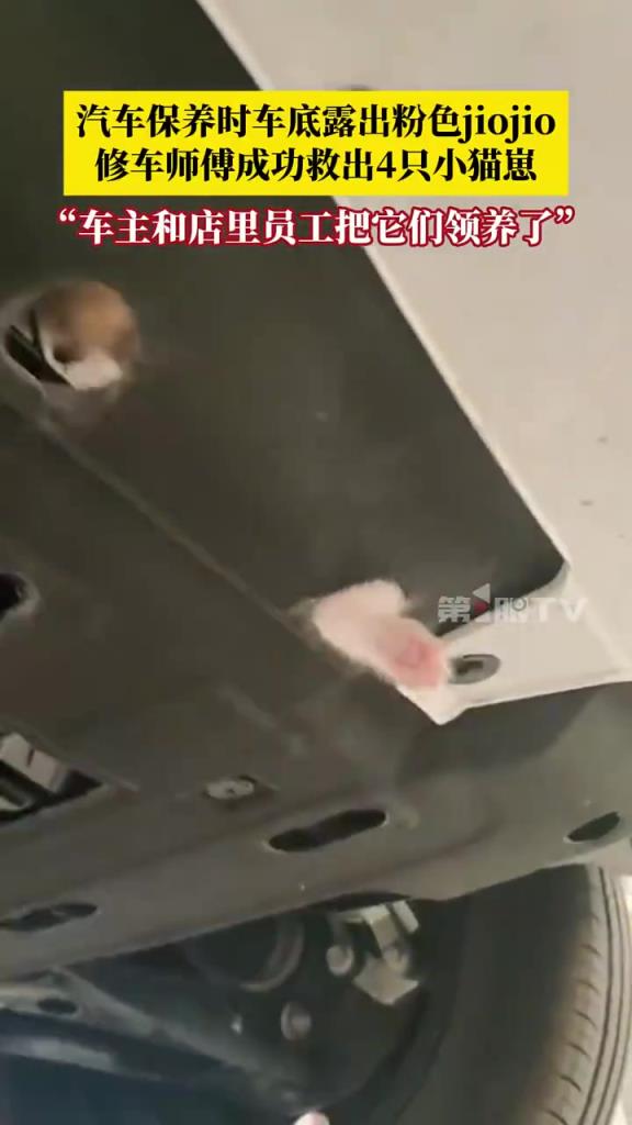 汽车保养时车底露出粉色脚脚 修车师傅成功救出4只小猫崽