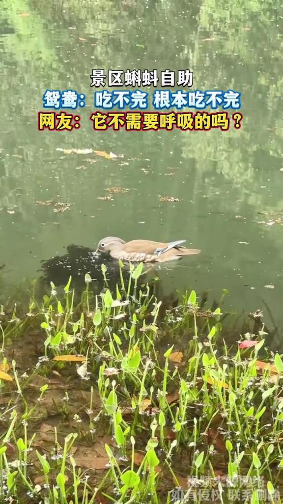 景区蝌蚪自助 鸳鸯：吃不完 根本吃不完