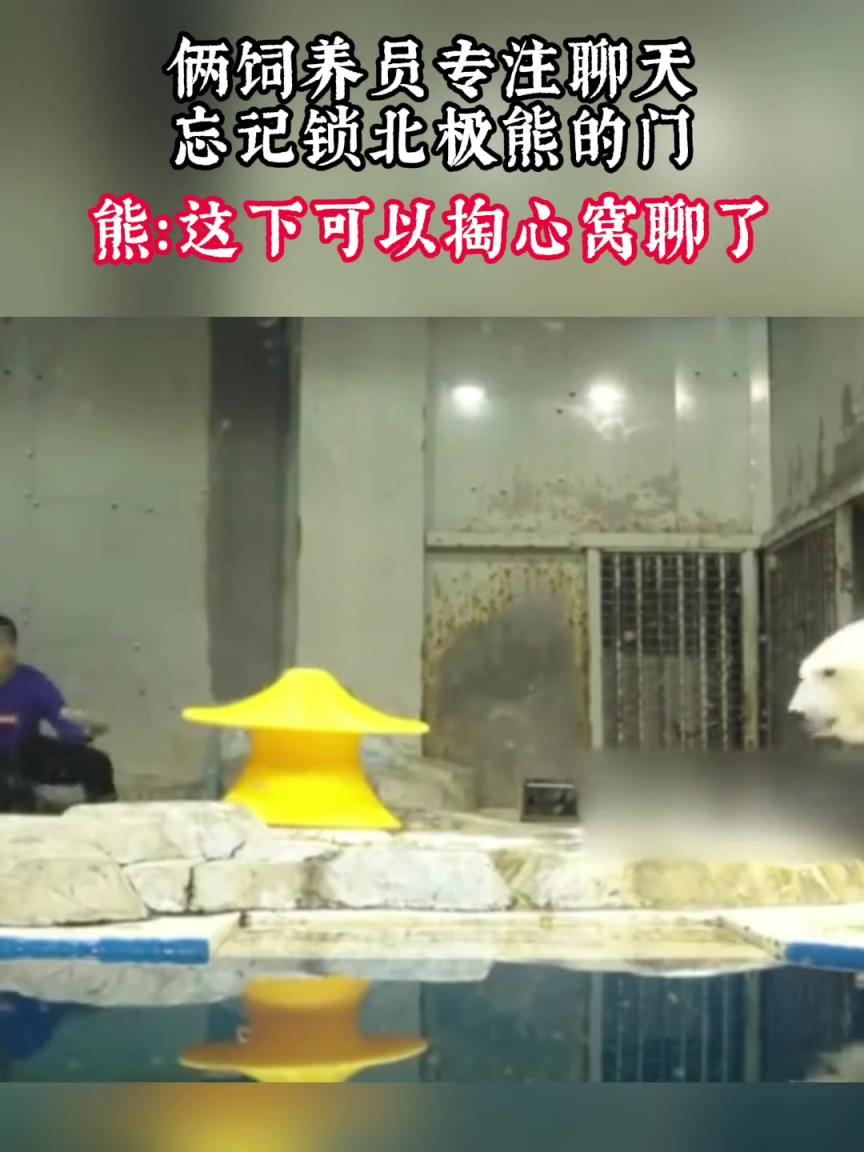 俩饲养员专注聊天，忘记锁北极熊的门，熊：这下可以掏心窝聊了