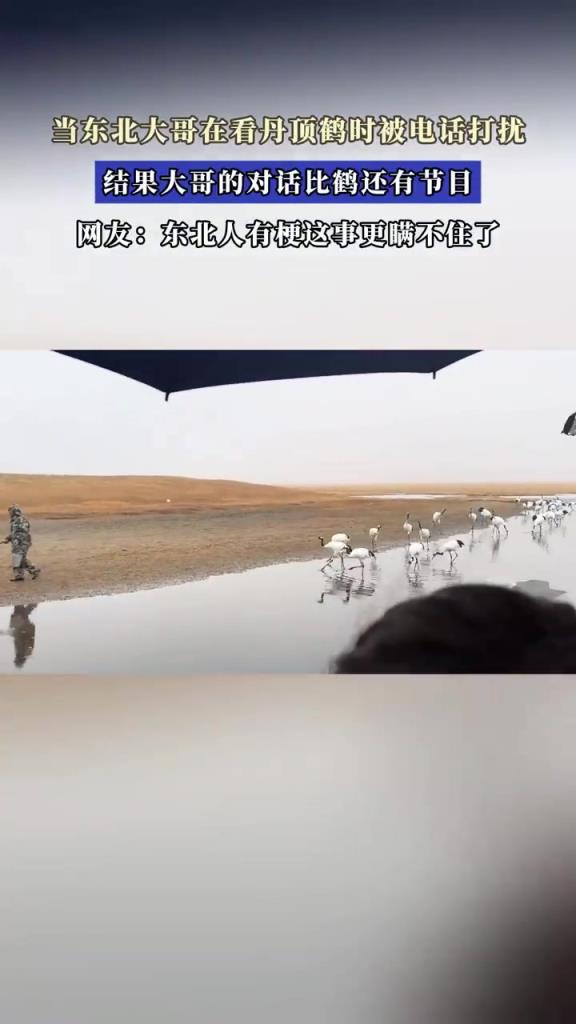 当东北大哥在看丹顶鹤时被电话打扰，结果大哥的对话比鹤还有节目
