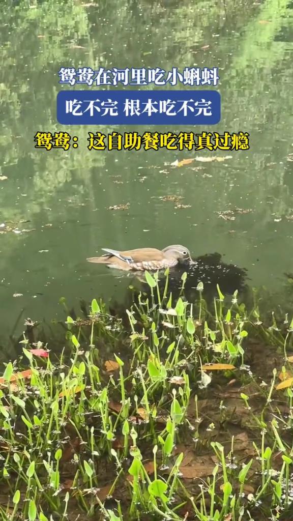 鸳鸯在河里吃小蝌蚪,吃不完,根本吃不完!!!