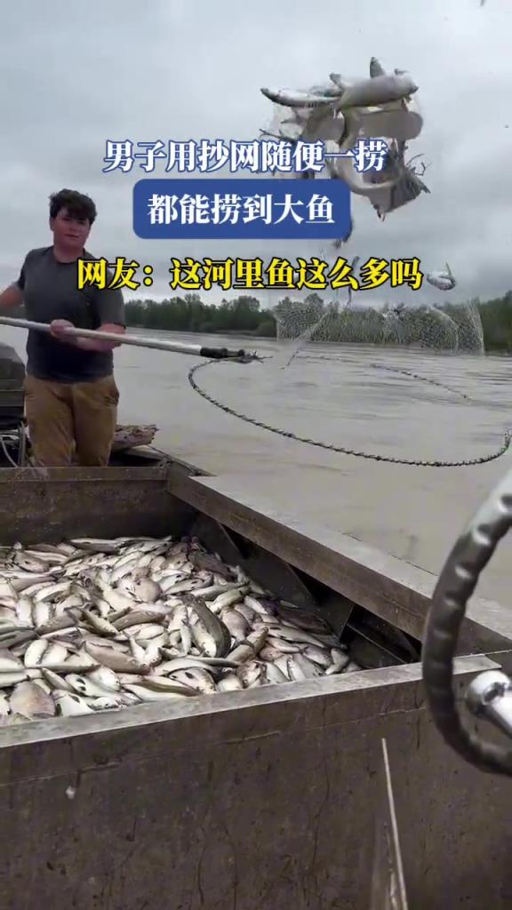 男子用抄网随便一捞,都能捞到大鱼,这河里的鱼这么多吗！
