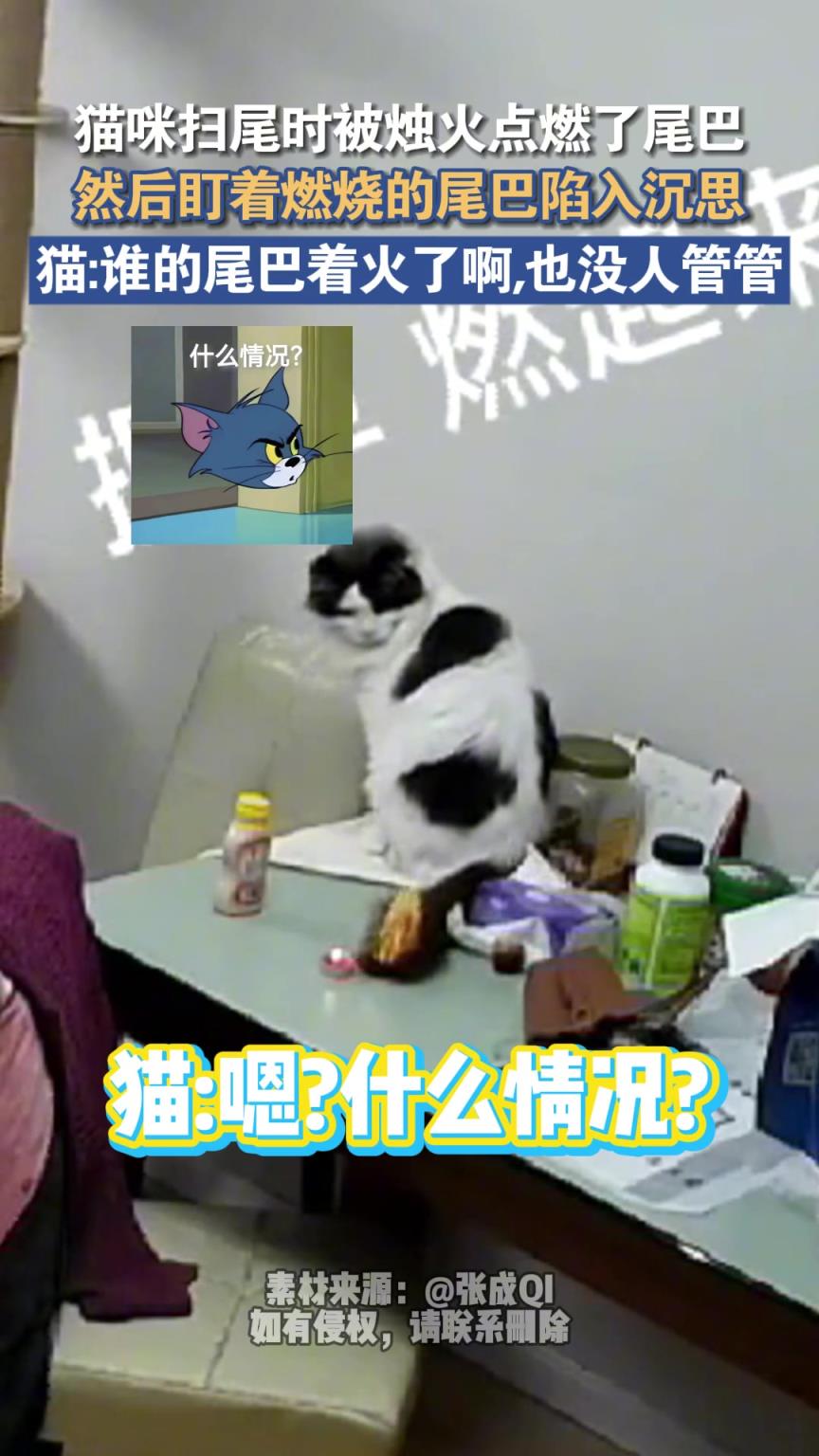 猫咪扫尾时被烛火点燃了尾巴 然后盯着被烧的尾巴陷入了沉思