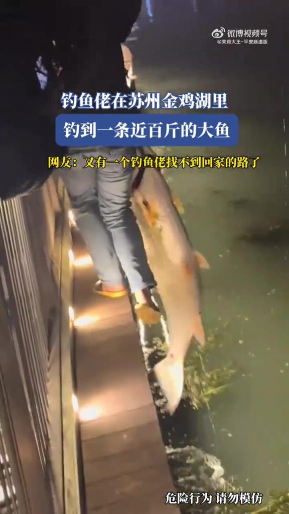 钓鱼佬在苏州金鸡湖里 钓到一条近百斤的大鱼