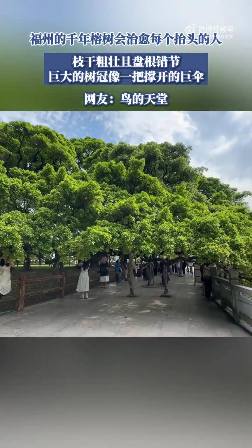 福州的千年榕树会治愈每个抬头的人，枝干粗壮且盘根错节