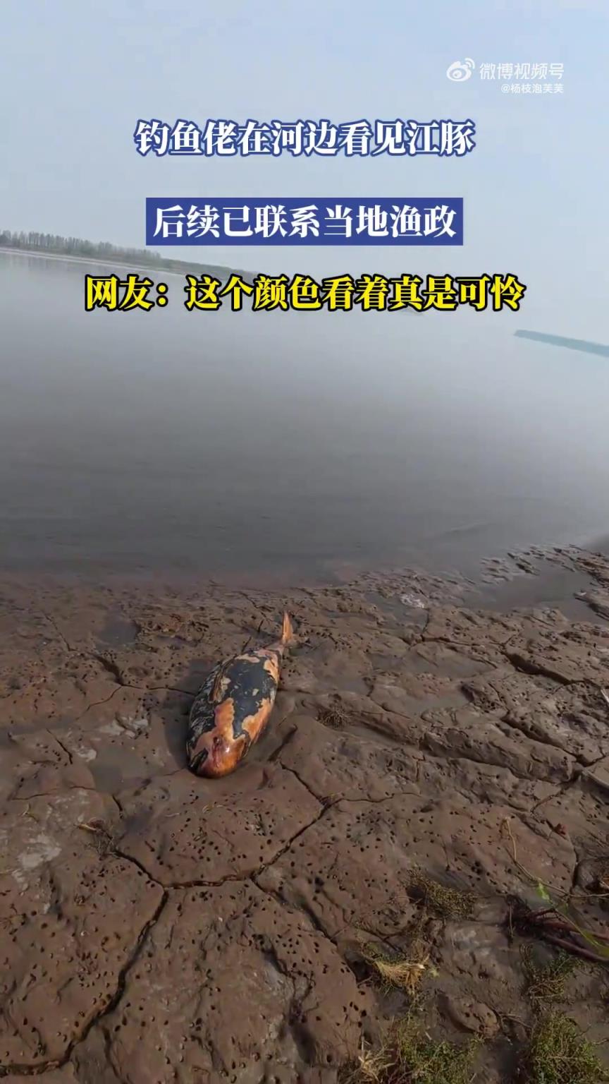钓鱼佬在河边看见江豚，后续已联系当地渔政