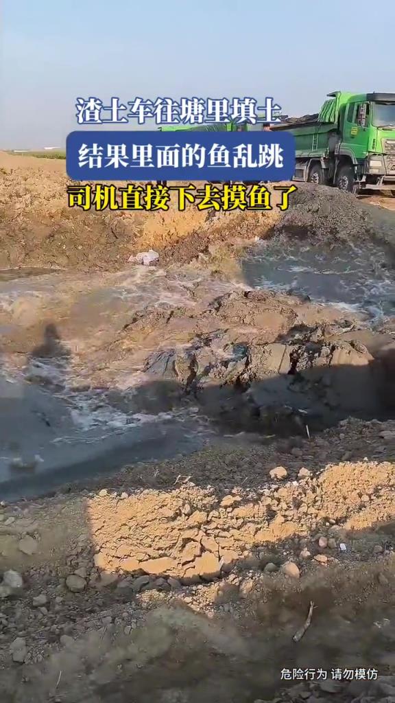 渣土车往塘里填土,结果里面的鱼乱跳,司机直接下去摸鱼！