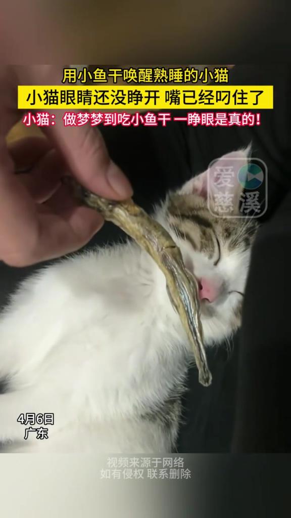 用小鱼干唤醒熟睡的小猫 小猫眼睛还没睁开嘴已经叼上了