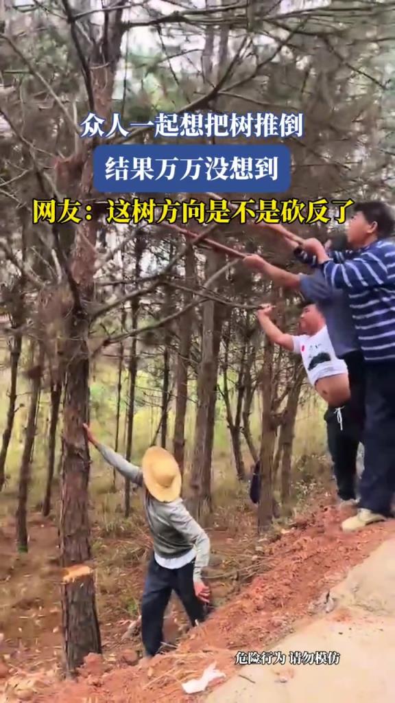 众人一起想把树推倒,结果万万没想到,这是不是砍反了?!
