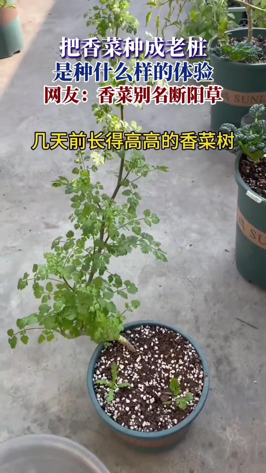 把香菜种成老桩，是种什么样的体验，网友：香菜别名断阳草