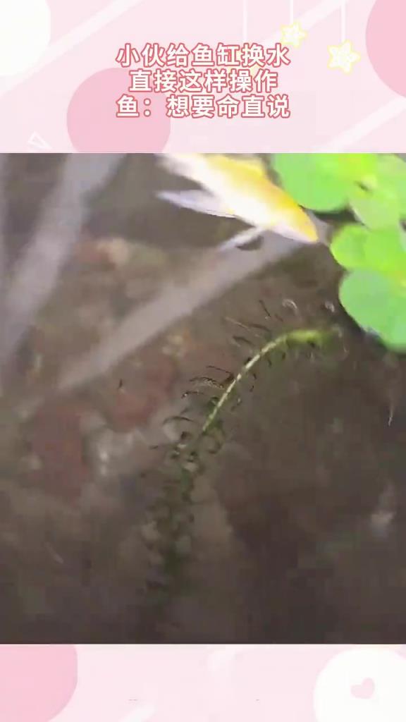 小伙给鱼缸换水，直接这样操作，鱼：想要命直说