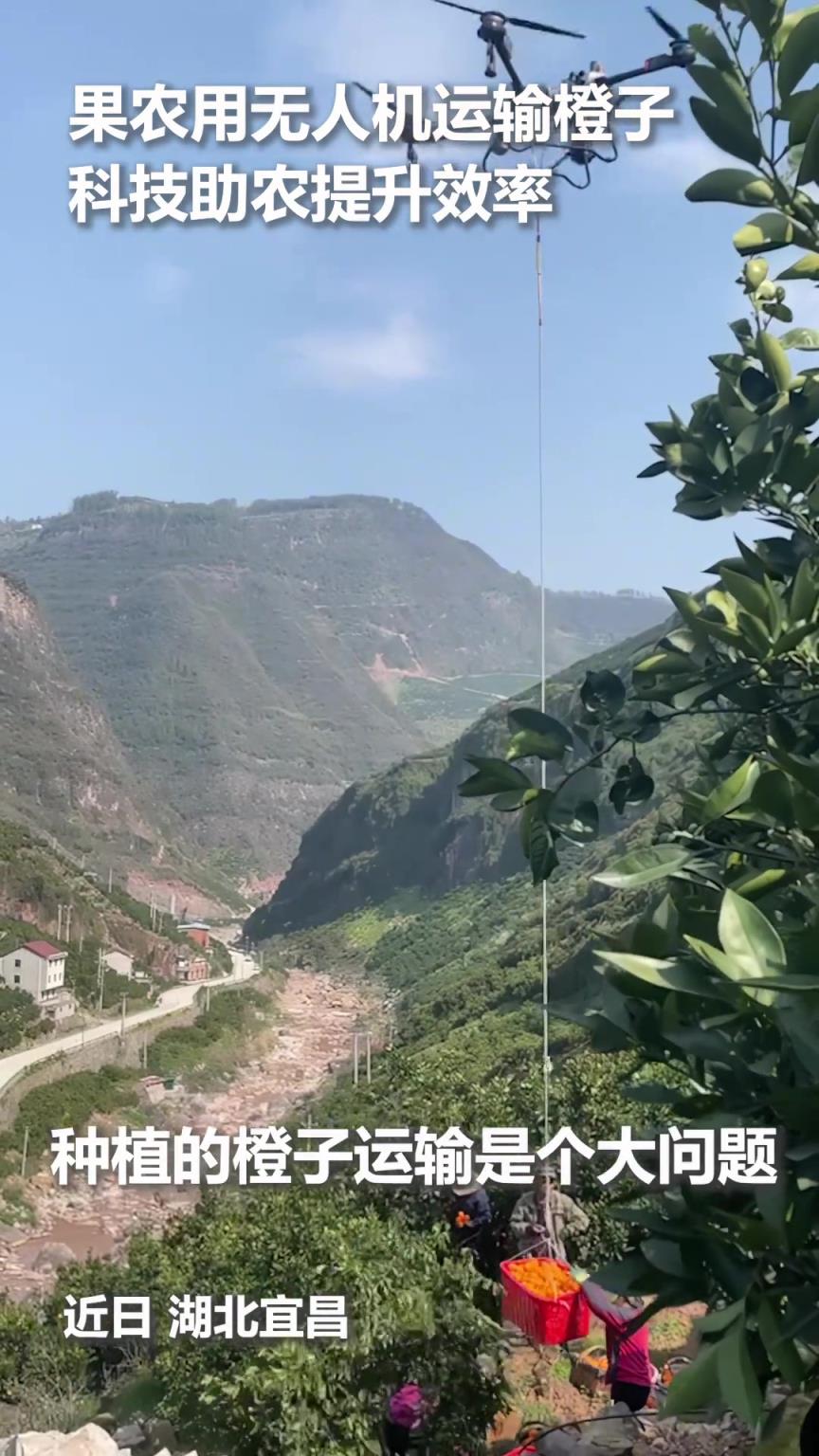 果农用无人机运输橙子，科技助农大大提升效率！