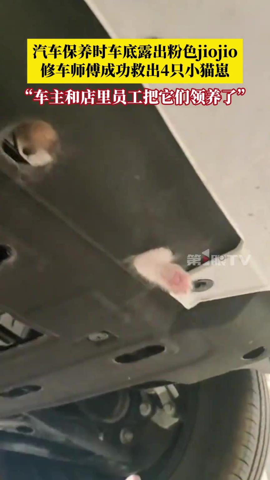汽车保养时车底露出粉色jiojio，修车师傅成功救出4只小猫崽