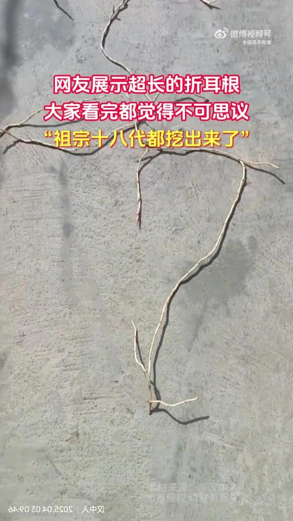 网友展示超长的折耳根