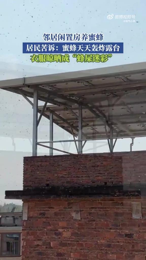 邻居闲置房养蜜蜂，居民苦诉：蜜蜂天天轰炸露台！