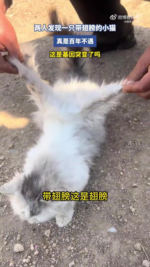 两人发现一只带翅膀的小猫