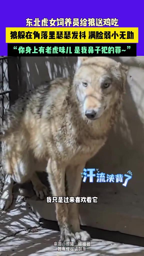 东北虎女饲养员给狼送鸡吃，狼躲在角落里瑟瑟发抖