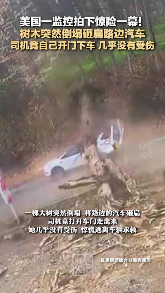 树木突然倒塌砸扁路边汽车,司机竟自己开门下车,几乎没有受伤!