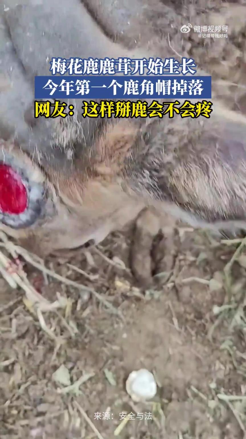 梅花鹿鹿茸开始生长，今年第一个鹿角帽掉落