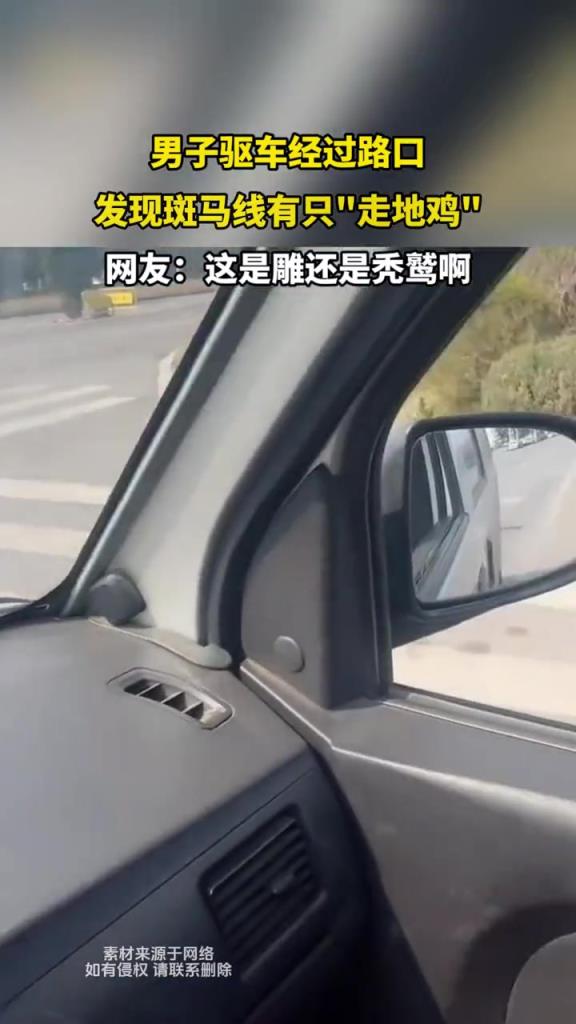 男子驱车经过路口,发现斑马线有只“走地鸡”！