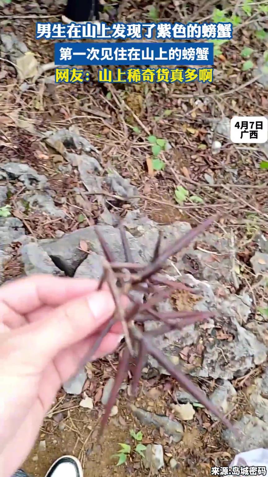 男生在山上发现了紫色的螃蟹，第一次见住在山上的螃蟹！！