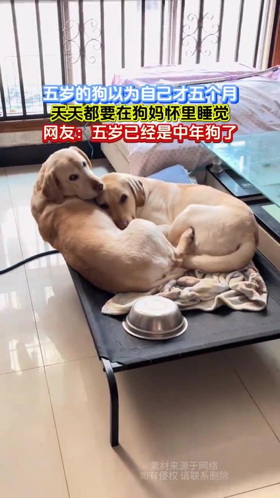 五岁的狗以为自己才五个月，天天都要在狗妈怀里睡觉