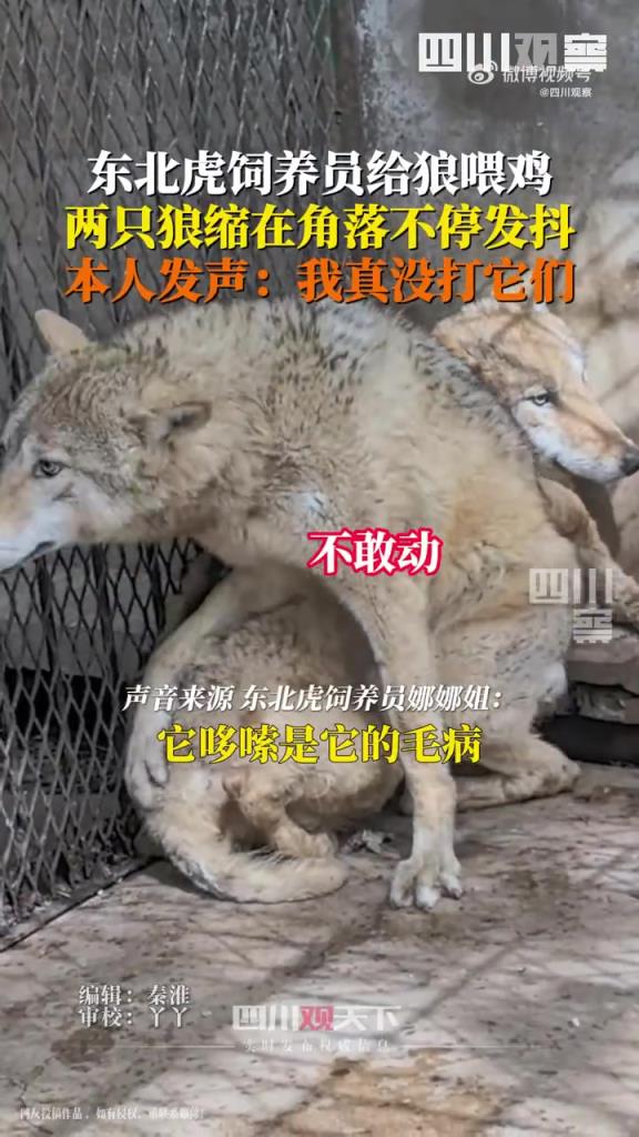 东北虎饲养员给狼喂鸡，两只狼蜷缩在角落瑟瑟发抖引热议！