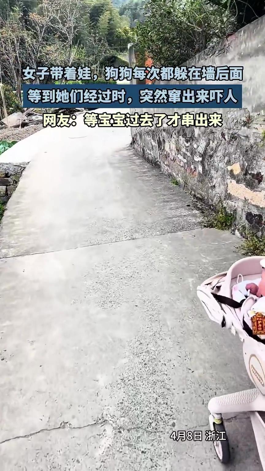 女子遛娃狗狗每次都躲在墙后面，等到她们经过时，突然窜出来吓人