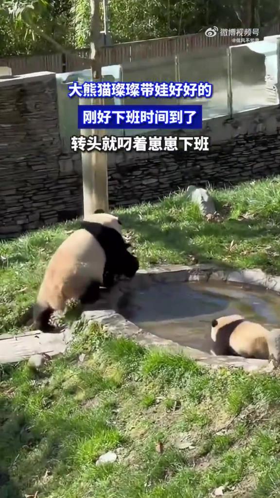 大熊猫璨璨带娃好好的 刚好下班时间到了 转头就叼着崽崽下班