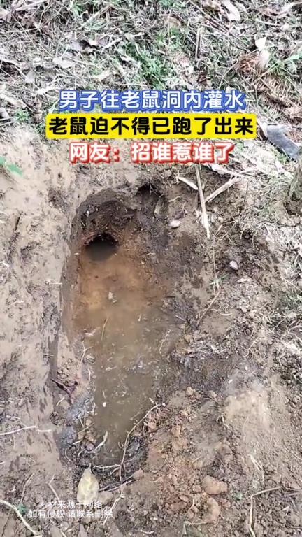 男子往老鼠洞内灌水，老鼠迫不得已跑了出来