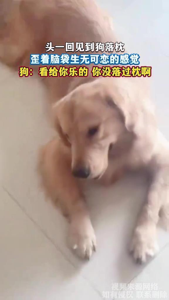 头一回见到狗落枕 歪着脑袋生无可恋的感觉
