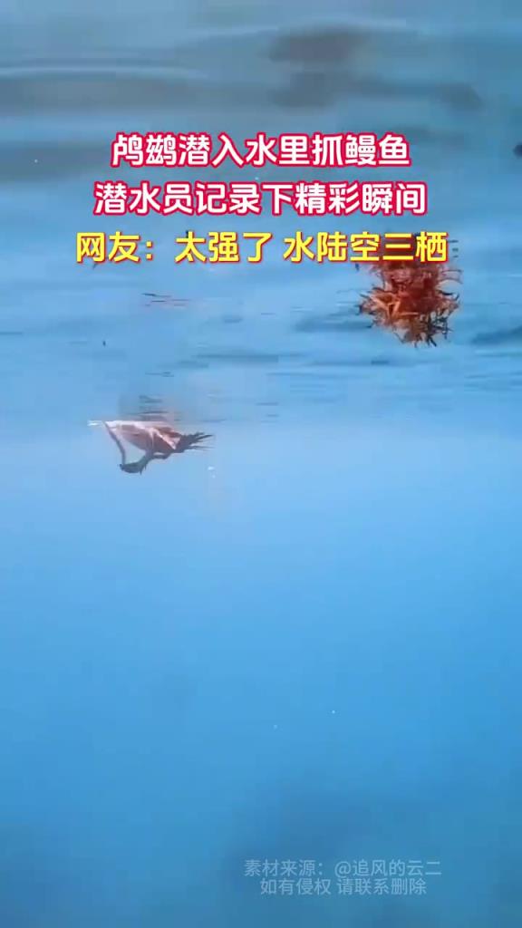 鸬鹚潜入水里抓鳗鱼，潜水员记录下精彩瞬间