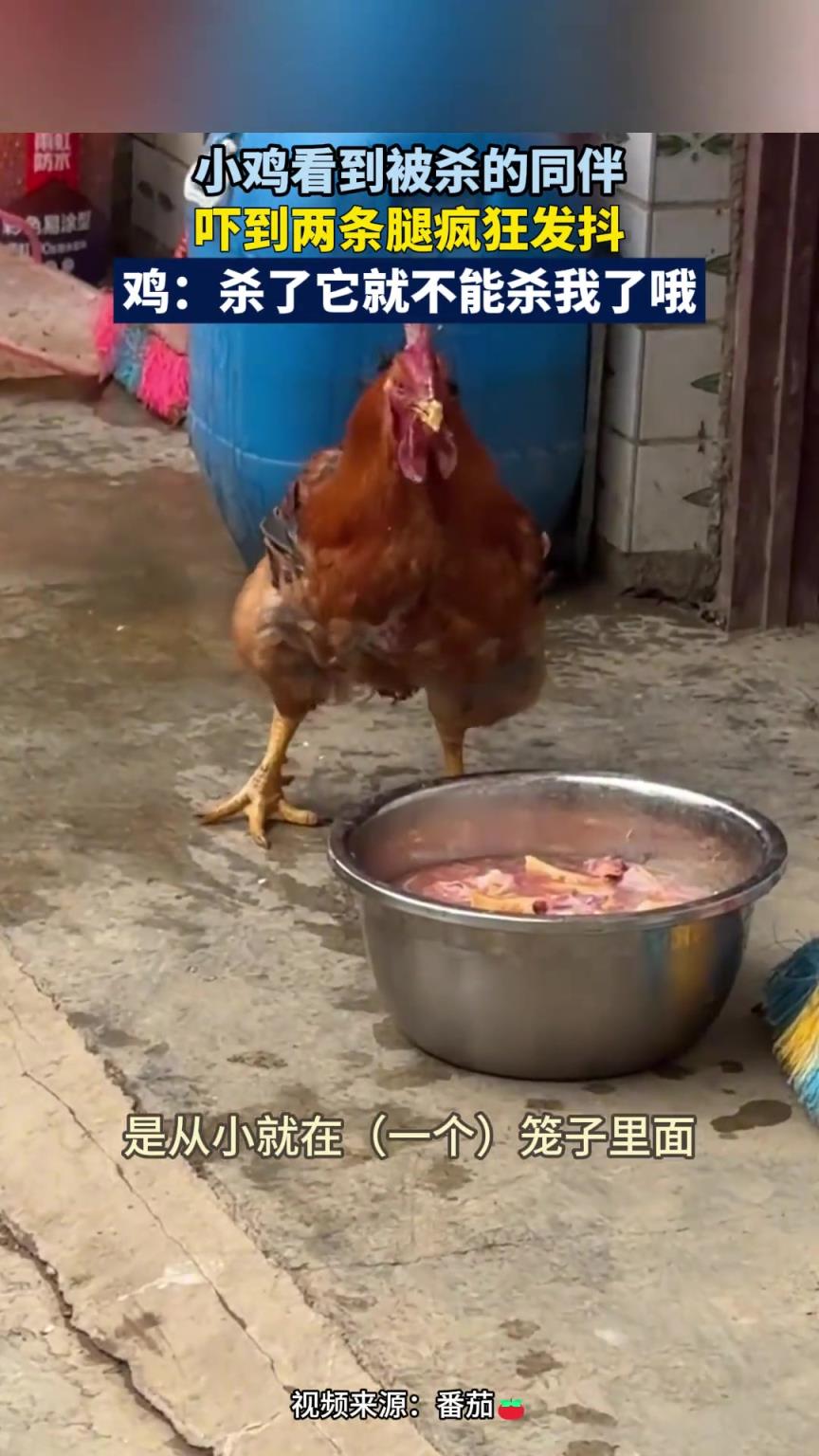 小鸡看到被杀的同伴，吓到两条腿疯狂发抖