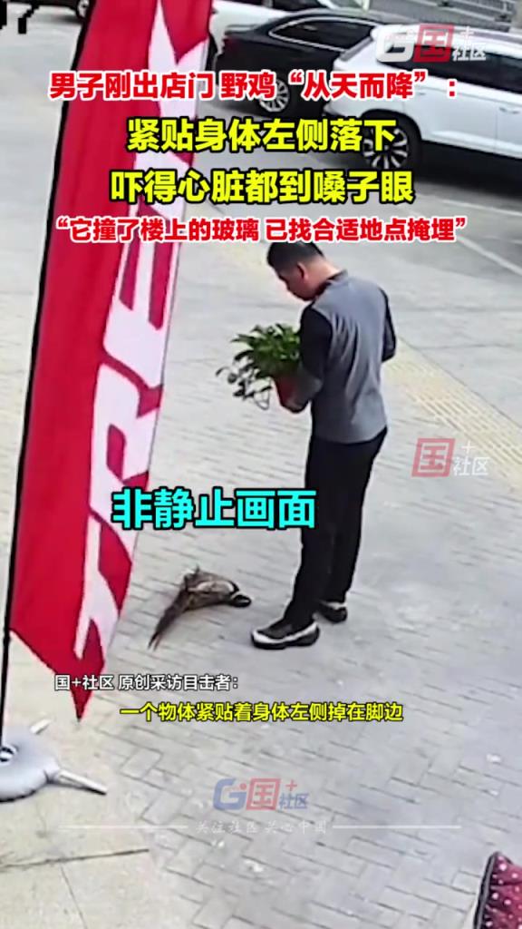 男子刚出店门，野鸡“从天而降” ：吓得心脏都到嗓子眼